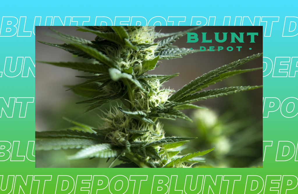 Where to buy THCA flowers in Newburgh