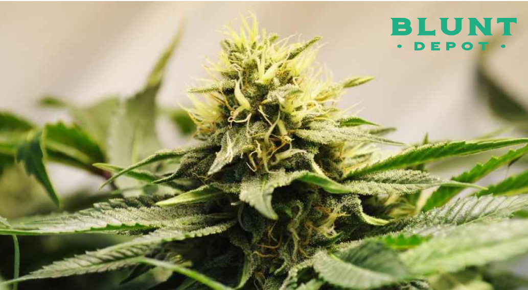A macro shot of a cannabis flower bud with a high concentration of pale yellow pistils.