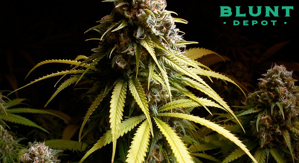 A tall cannabis plant with light-colored leaves and dense buds against a black background.