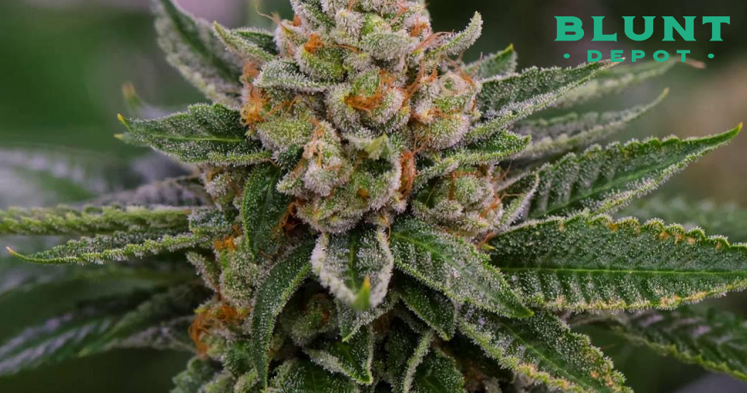 A very detailed macro photo of a cannabis bud covered in white trichomes and bright orange pistils.