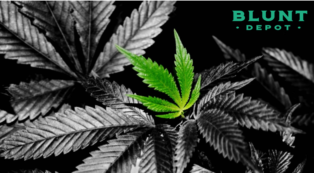 A central green cannabis leaf standing out in color against a background of black and white leaves.