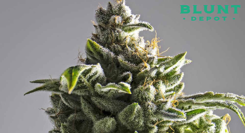 A detailed close-up of a cannabis bud covered in trichomes against a plain white background.