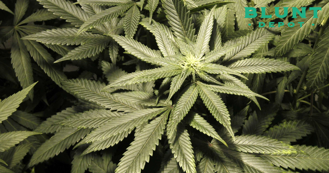 A top-down view of a cannabis plant showing its main cola and surrounding leaves.