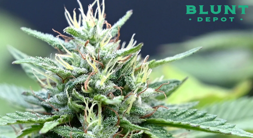 Close-up of a flowering cannabis plant showing white pistils and a dusting of trichomes.