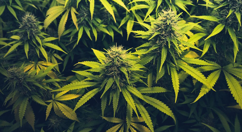 An overhead view of multiple cannabis plants with large, healthy leaves and developing buds.