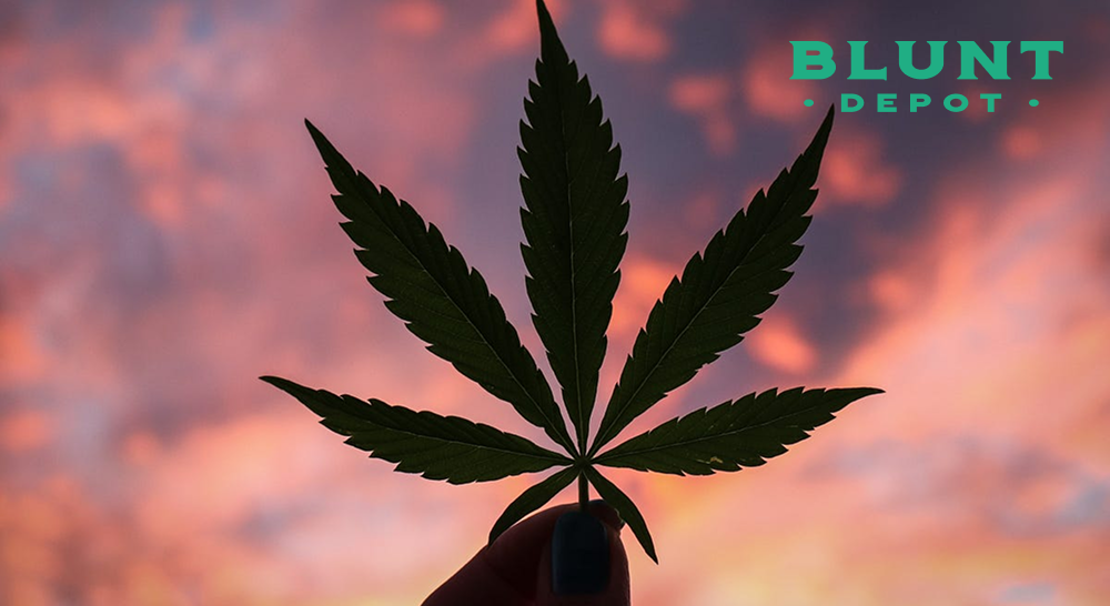 A hand holding a cannabis leaf silhouetted against a colorful sunset sky.