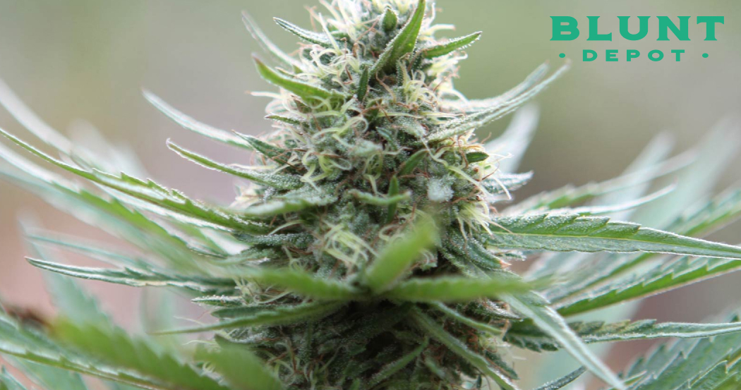 Extreme close-up of a dense cannabis bud covered in white trichomes and new growth.