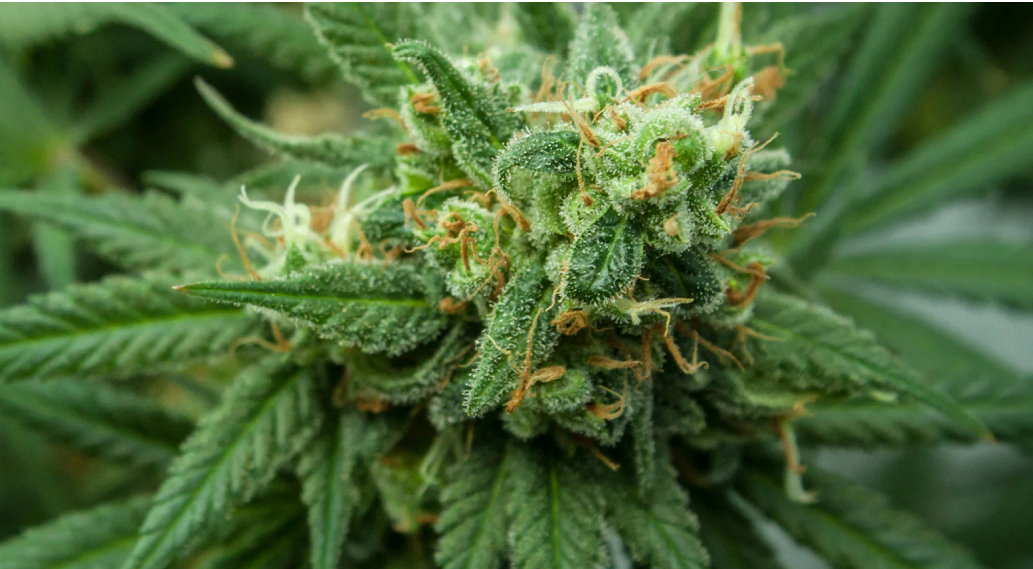 Overhead view, close-up of a developing cannabis bud with orange pistils and visible trichome production.