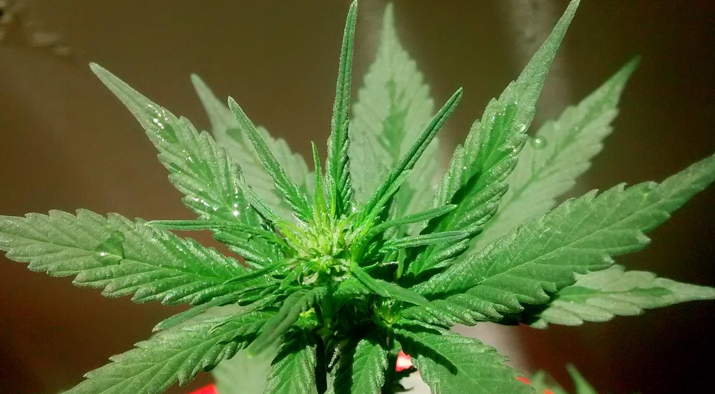A very close view of the top leaves and new growth of a young cannabis plant, with visible water droplets on the leaves.