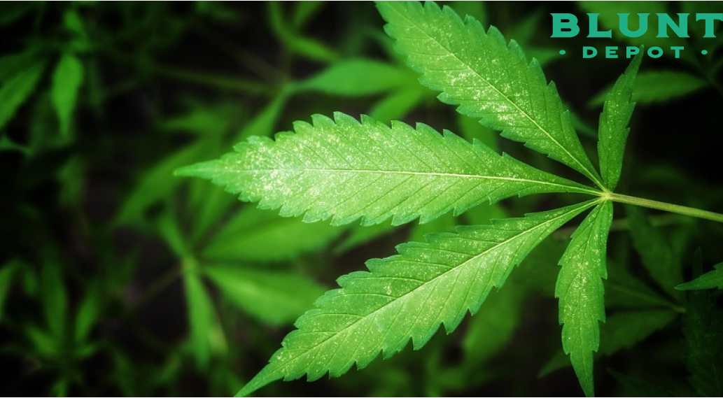 A close-up of a cannabis plant's leaves. The leaves are a light green color and have very small white spots on their surface. The "Blunt Depot" logo is in the top right corner.