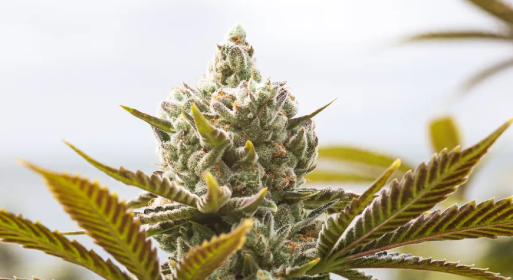 Vertical close-up of a towering, dense cannabis cola covered in thick white trichomes with surrounding fan leaves showing hints of red/amber.