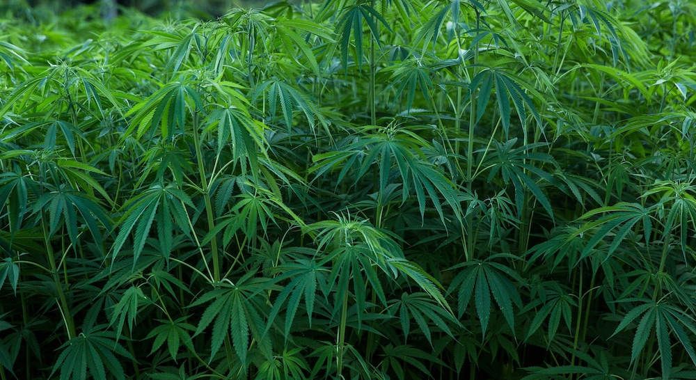 A dense, lush field of tall, dark green cannabis plants with large fan leaves, suggesting an outdoor grow.