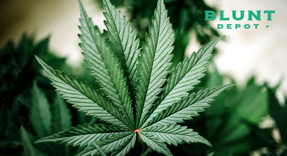 A detailed, close-up view of a single, vibrant green cannabis leaf with seven pointed leaflets, centered in the frame. The "Blunt Depot" logo is in the top right corner.
