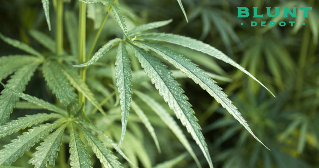 A wider shot of a cannabis plant, showing several leaves with their distinct, pointed shapes. The leaves have some small white spots on them. The "Blunt Depot" logo is in the top right corner.