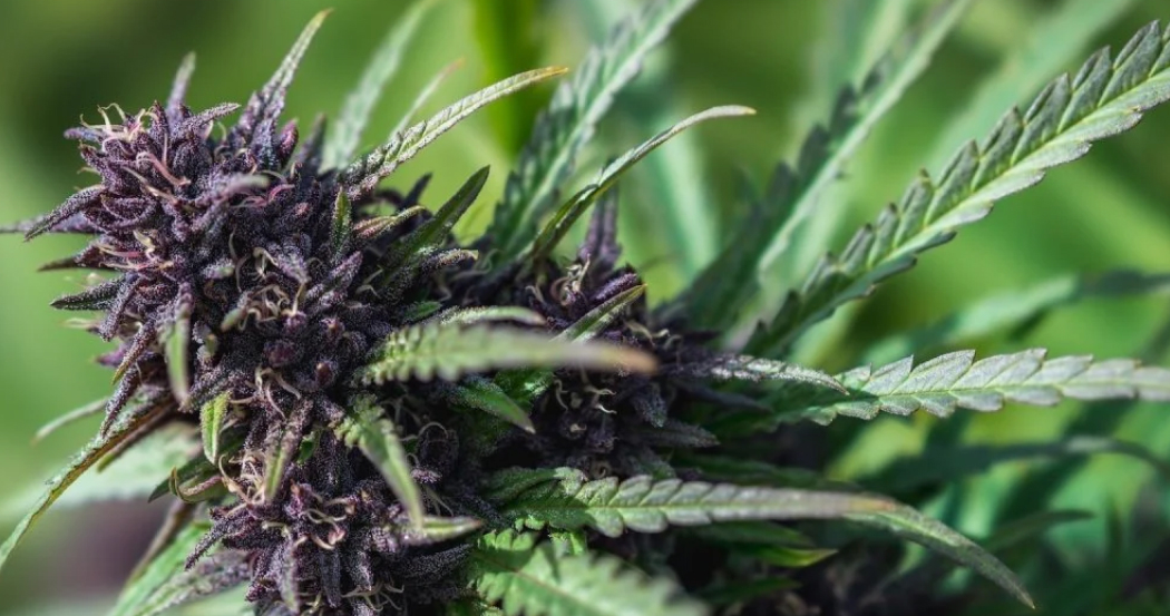Extreme close-up of a dark purple and green cannabis bud still growing on the plant.