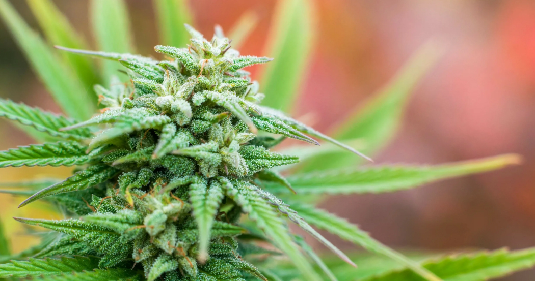 How to find best THCA product in Austin