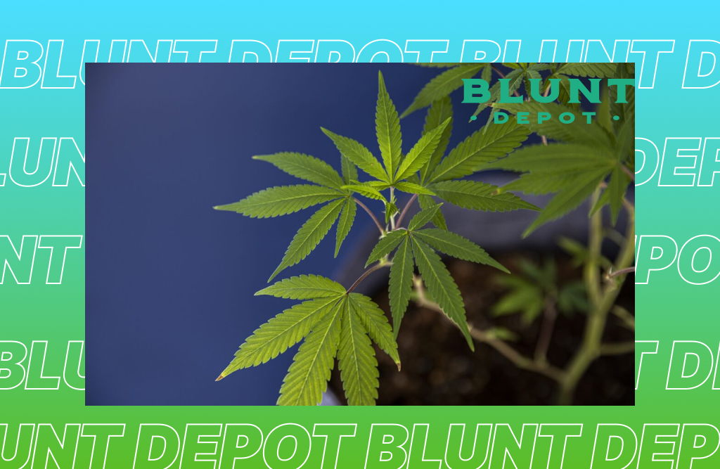 What is the shelf life of THCA flower, and how should it be stored