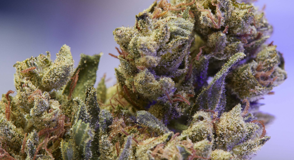 A close-up of a dense, olive-green cannabis bud with subtle purple hues and short reddish-orange hairs, under a soft, blue-purple light.