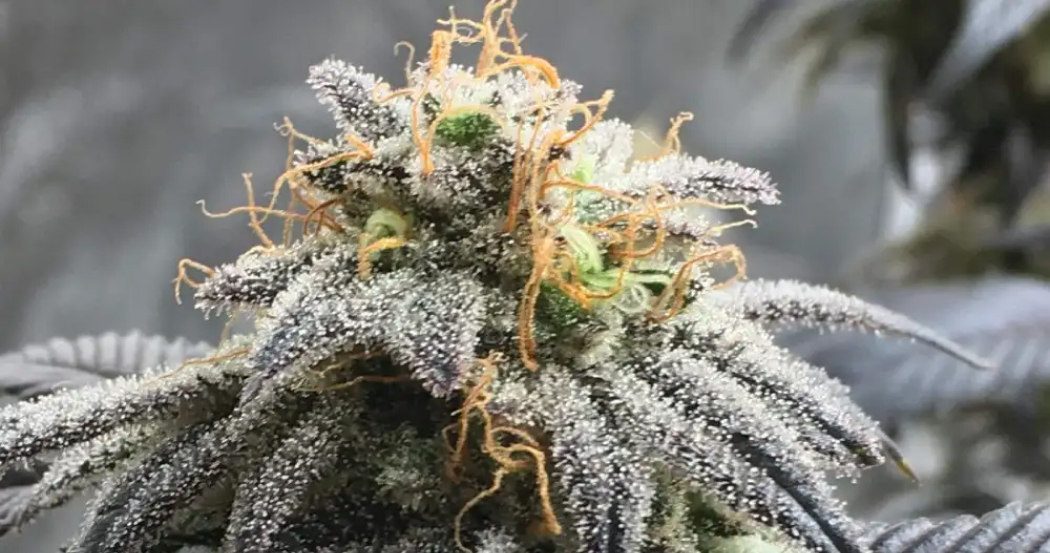 The Legendary Origins of the OG Kush THCA Weed Strain
