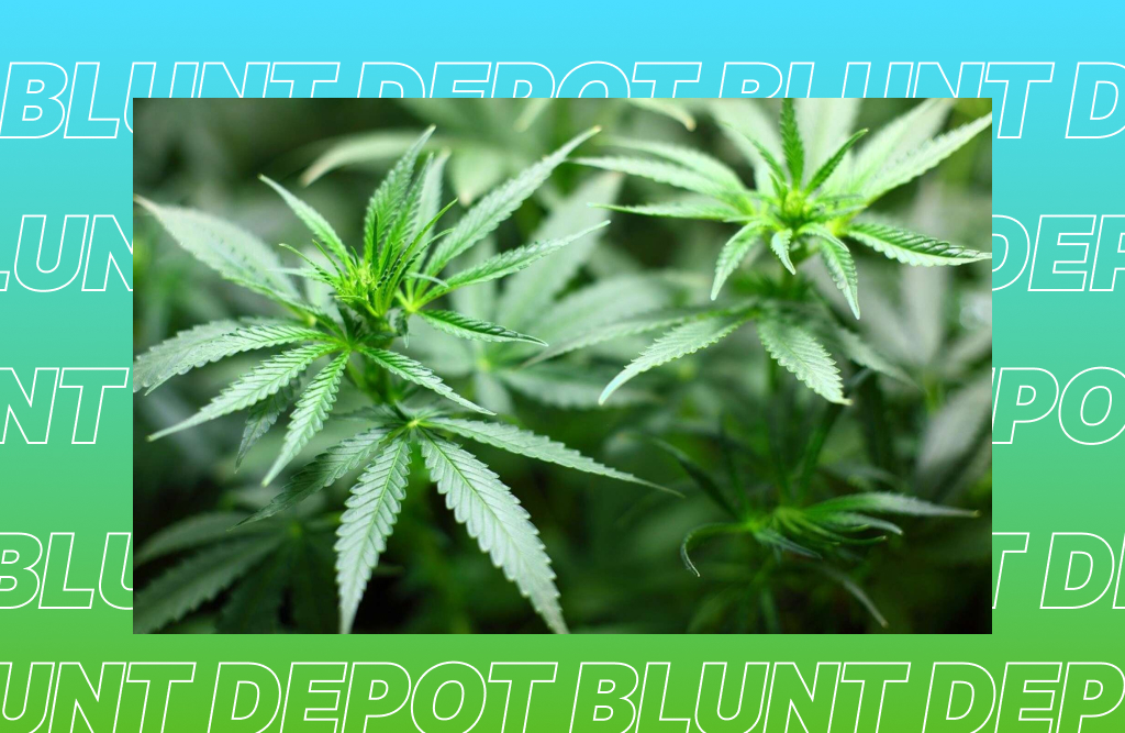 Best THCA strains in Texas