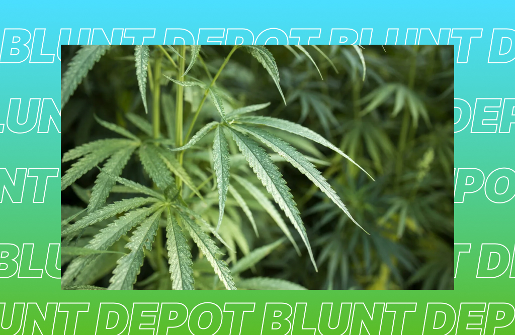 Culver city THCA delivery