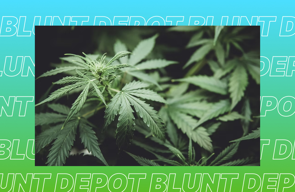 How to find best THCA shop in Dallas