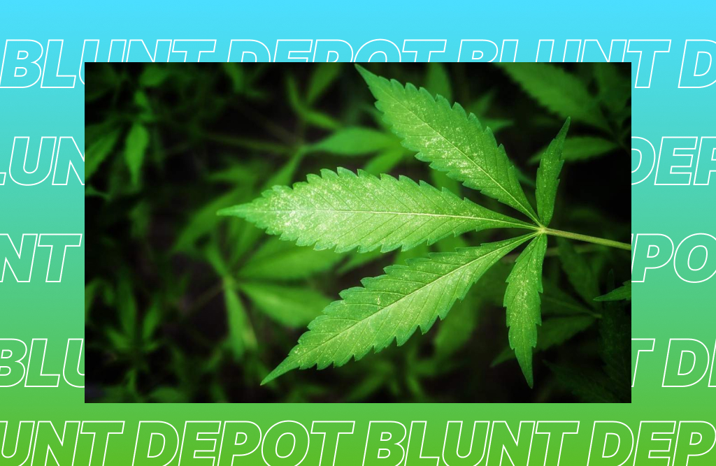 Top 10 THCA strains in Los Angeles