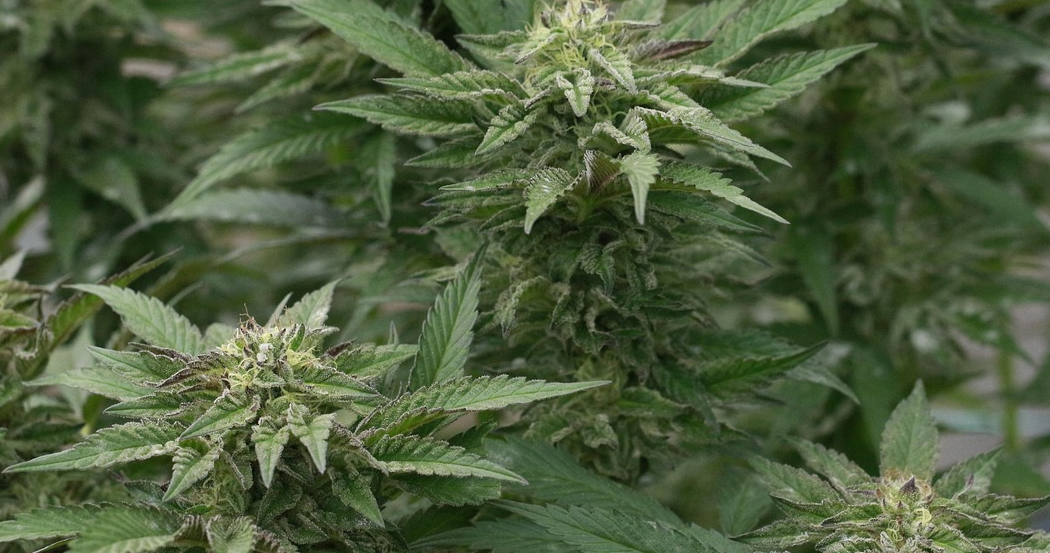 A close-up view of a growing cannabis plant with light green leaves and visible buds.