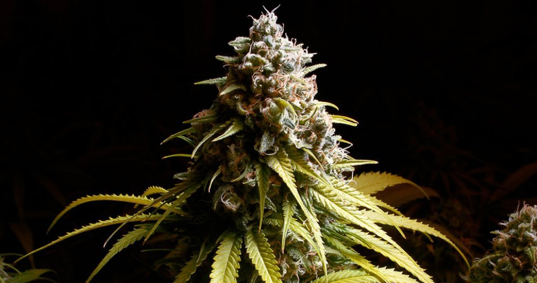 A detailed close-up of a dense, frosty cannabis bud.