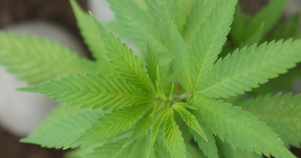 Top-down view of the young leaves of a cannabis plant.