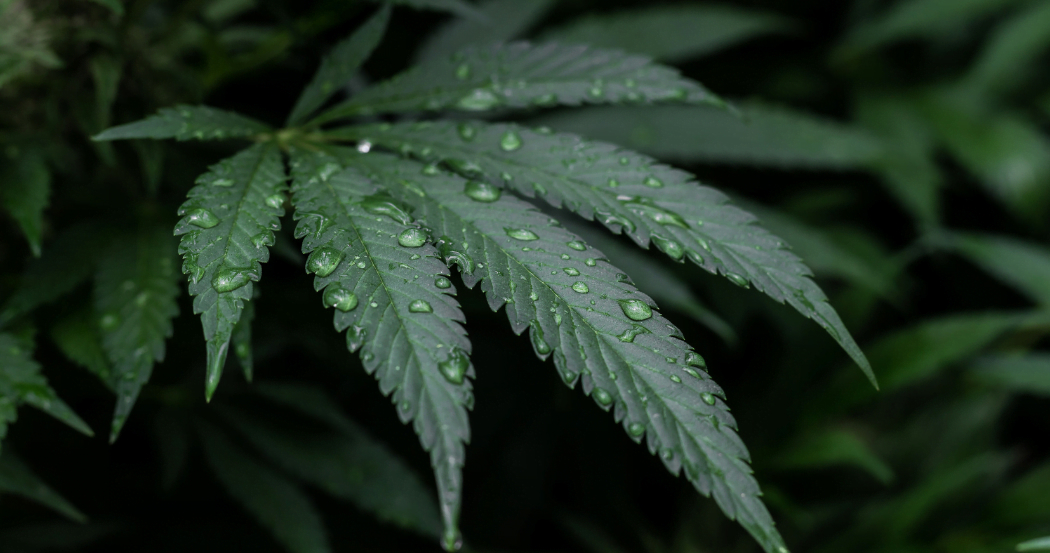 A close-up of a dark green cannabis leaf covered in glistening water droplets.
