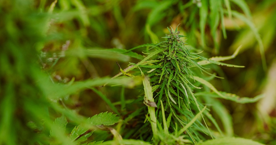 A detailed, shallow-focus shot of a developing cannabis bud on a plant, surrounded by green leaves. The bud is a light green color and covered in fine hairs, indicating its growth.