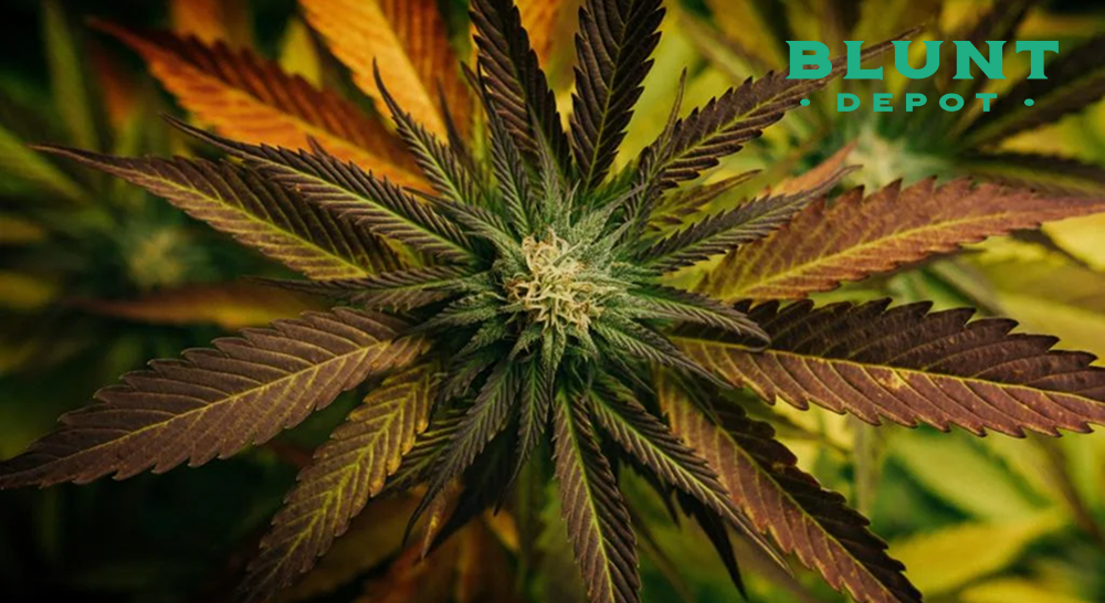 A top-down view of a cannabis plant with leaves in shades of green, purple, and brown, and a "BLUNT DEPOT" logo.