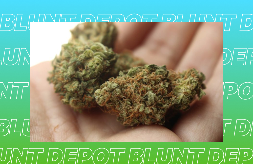 A person's hand lightly holding two chunky, light-green cannabis buds. The image has a blue and green graphic overlay with the words 'BLUNT DEPOT'.