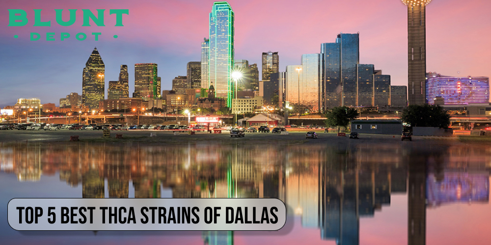 Top 5 Best THCA strains of Dallas