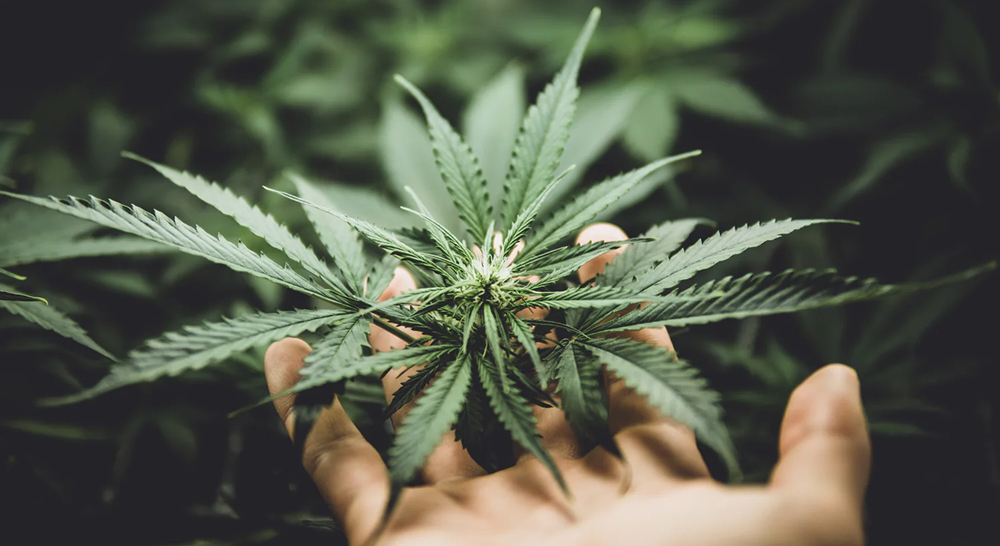 A hand gently holding a small cannabis plant with multiple leaves.