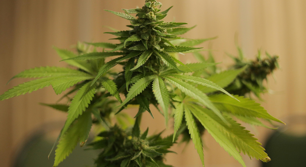 A cannabis plant with several buds and large fan leaves, set against a blurred background.