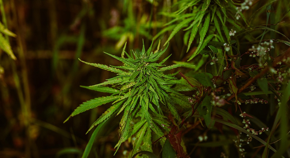 A cannabis plant growing outdoors with a prominent bud developing.