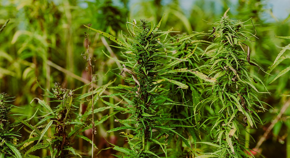 A dense, outdoor field of tall, green cannabis plants with visible buds and leaves. The focus is on the top part of the plants, showing their rich green color and bushy texture.