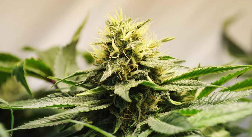 A detailed, horizontal, macro shot of a single, vibrant cannabis flower bud, showing bright yellow pistils and a dense cluster of light green leaves and trichomes against a soft, blurred background.