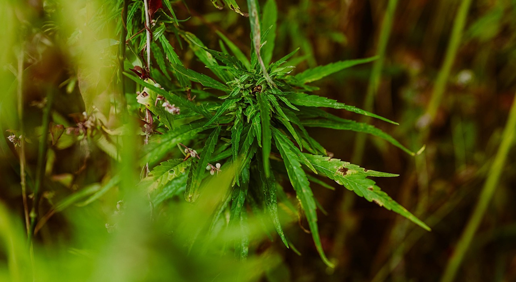 A small cannabis plant growing outdoors, partially hidden by other vegetation.