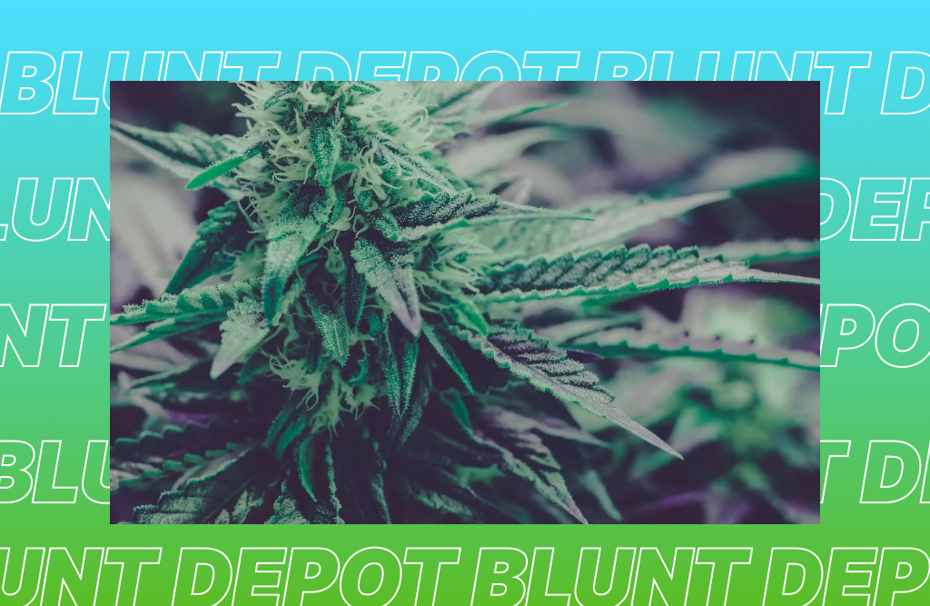Where to buy THCA flowers in Austin?