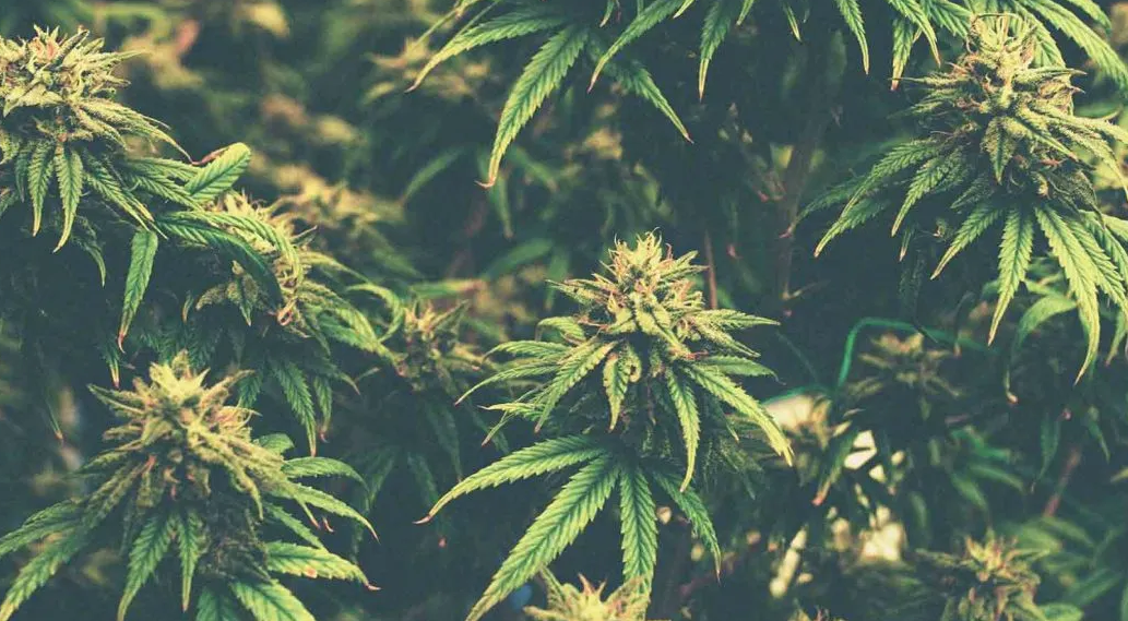 A dense, full-frame shot of many mature cannabis buds and fan leaves packed closely together, giving the impression of an abundant indoor or outdoor grow. The colors have a slightly desaturated, vintage filter.