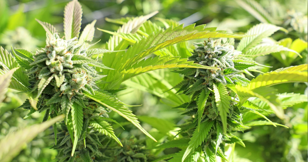 A close-up of two large, bright green cannabis flower colas, dense with trichomes and surrounded by sharp-edged fan leaves in bright daylight.