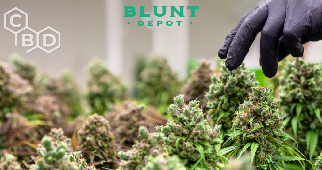 Top 10 High THCA Strains