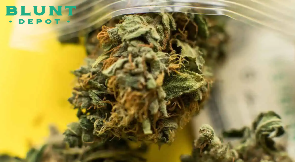 Extreme close-up of dried cannabis flower buds visible inside a clear plastic bag