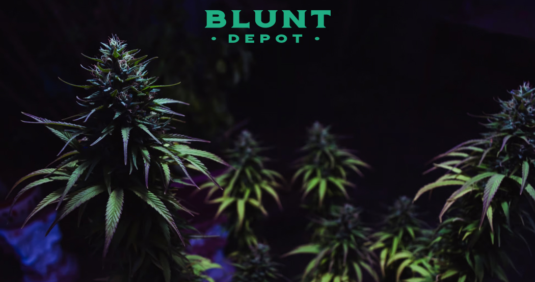 Blue Dream THCA — Strain for Relaxation and Creativity