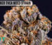 Donny Burger THCA weed strain