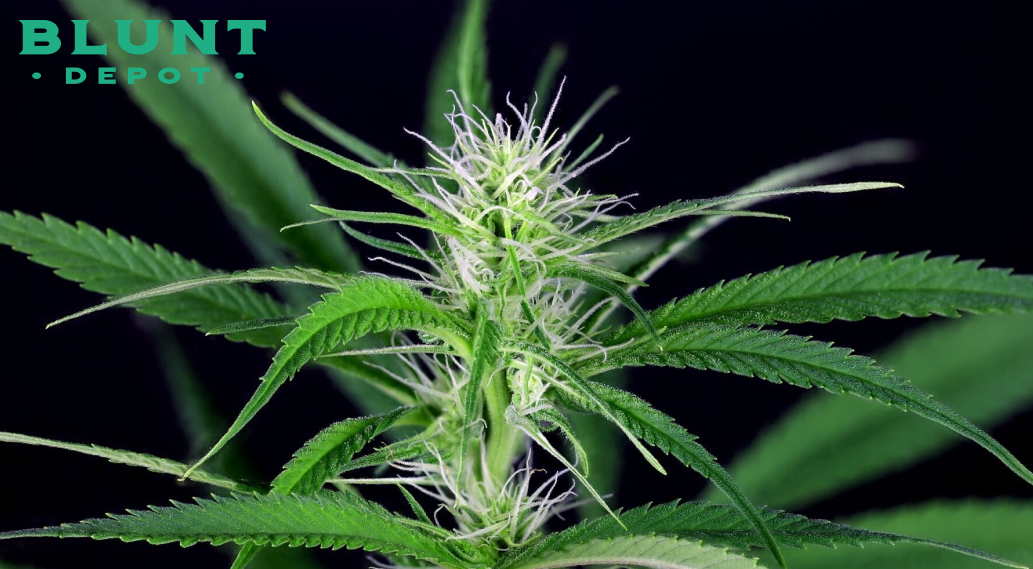 Close-up of a cannabis plant in early flower, showing white pistils emerging from the calyxes against a dark background.