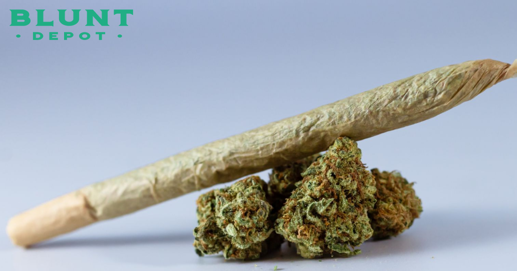 A long, light-brown cannabis pre-roll resting on top of a cluster of dense, green cannabis flower buds.